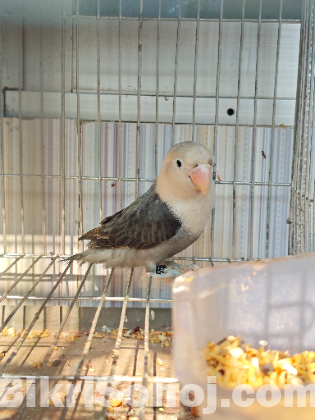 Mauve opaline Lovebird